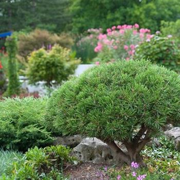 Pinus_mugo_Mops_2006_3929.jpg