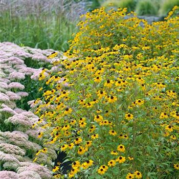 Rudbeckia_triloba_HRM_Q2.jpg