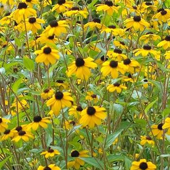 Rudbeckia_triloba_HRM_Q1.jpg