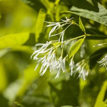 Chionanthus virginicus