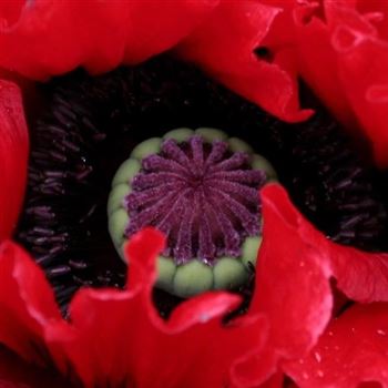 Papaver_orientale_Beauty_of_Livermere_HRM_Q1.jpg