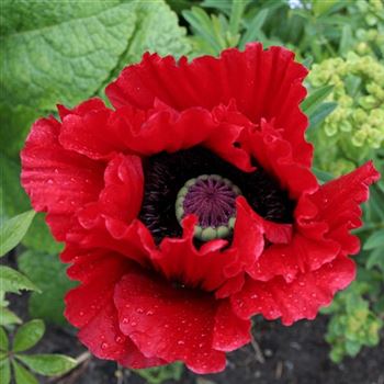 Papaver_orientale_Beauty_of_Livermere_HRM_Q2.jpg