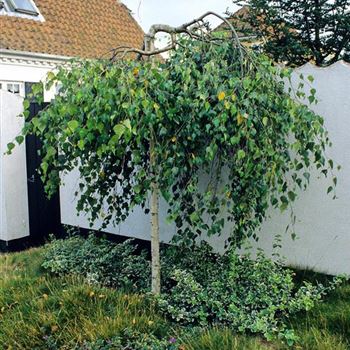 Betula_pendula_Youngii_2000_1786.jpg