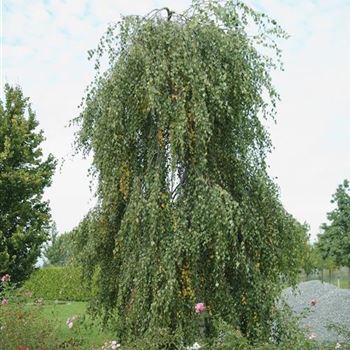 Betula_pendula_Youngii_2007_8399.jpg