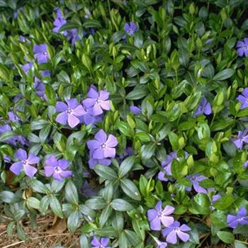 Vinca_minor_1999_0097_b.jpg