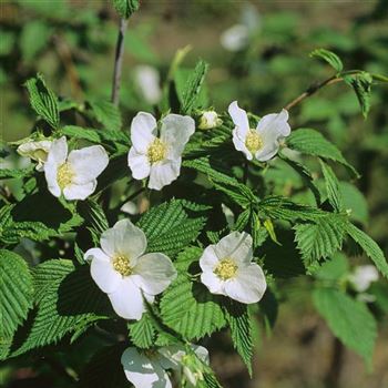 Rhodotypos_scandens_2003_2151_b.jpg