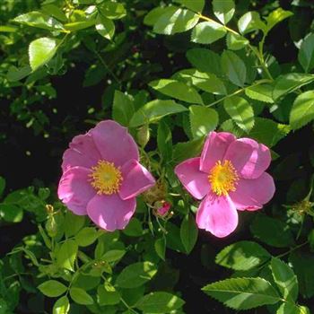 Rosa_rugotida_1999_3535.jpg