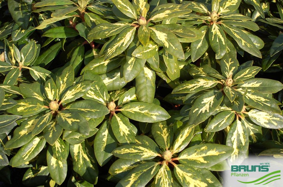 Rhododendron 'Goldflimmer' von Bruns Pflanzen