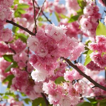 Prunus_serrulata_Pink_Perfektion_HRM_1992.jpg