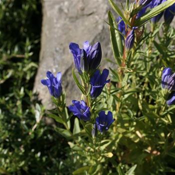 Gentiana_pneumonanthe_HRM_Q2.jpg