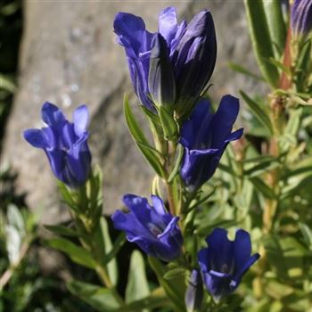 Gentiana_pneumonanthe_HRM_Q1.jpg