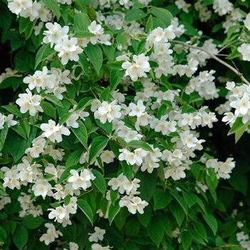 Philadelphus_coronarius_2006_3505.jpg