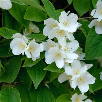 Philadelphus_coronarius_2006_3507.jpg