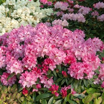 Rhododendron_yakushimanum_Bad_Zwischenahn_2009_1837_Q.jpg