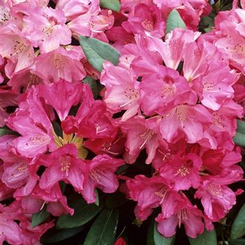 Rhododendron_yakushimanum_Bad_Zwischenahn_3004_0191_Q.jpg