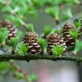 Larix_kaempferi_2008_1049_q.jpg