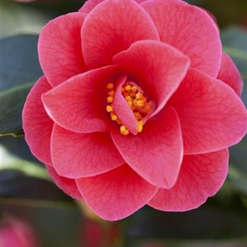 Camellia