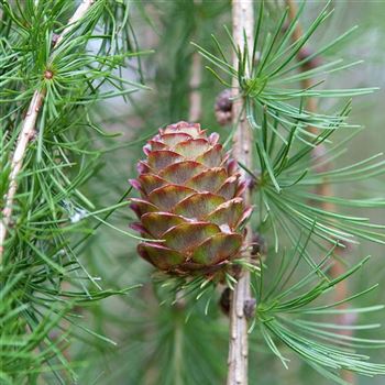 Larix_kaempferi_2006_2578_q.jpg