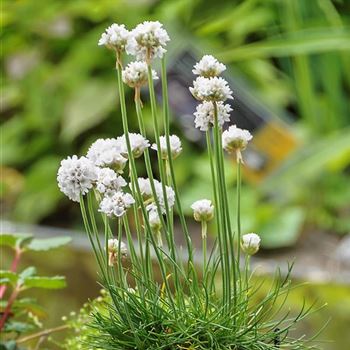 Armeria_maritima_Alba_HRM_Q1.jpg