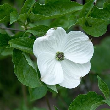 Cornus_Eddies_White_Wonder_2006-1026.jpg