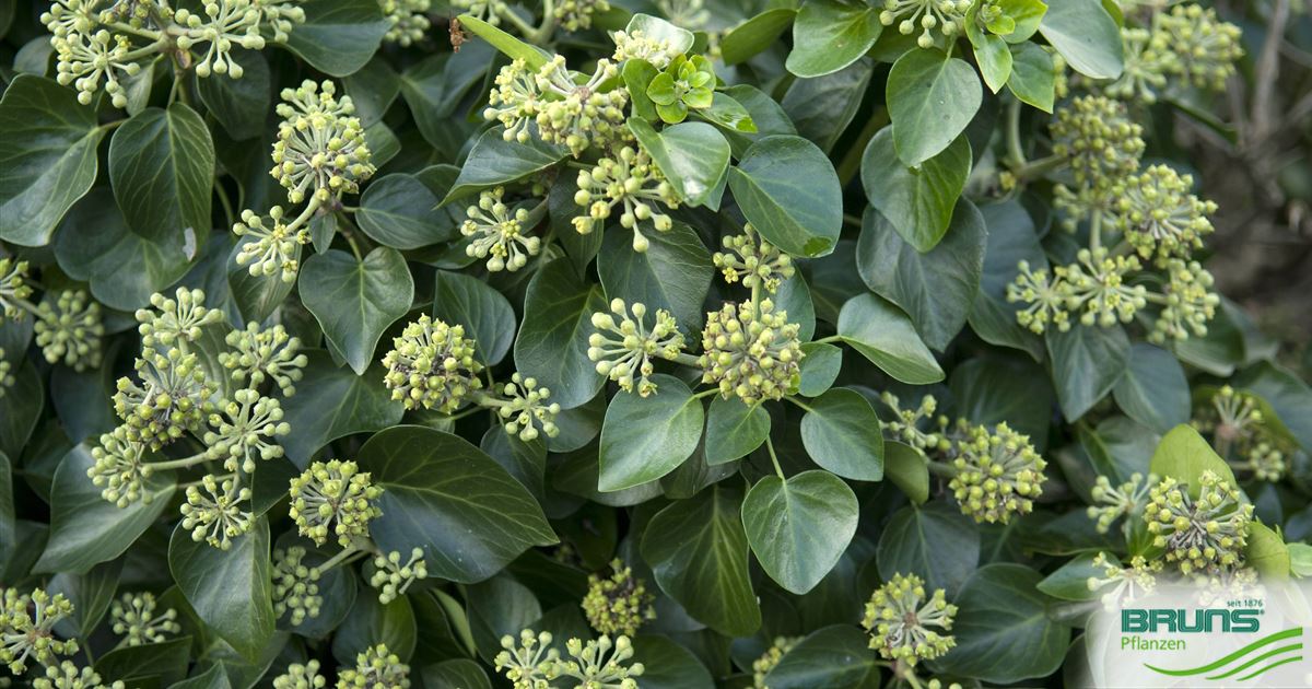 Hedera helix 'Arbori Compact', Zwerg-Strauch-Efeu von Bruns Pflanzen