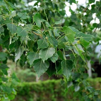 Populus_nigra_HRM_2307.jpg