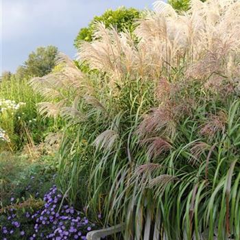 Miscanthus_sinensis_Silberfeder_HRM_R2.jpg