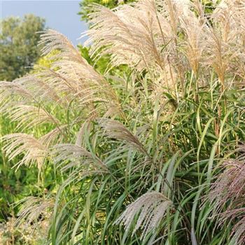 Miscanthus_sinensis_Silberfeder_HRM_Q1.jpg