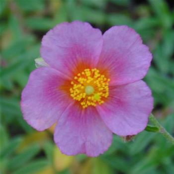 Helianthemum_lawrensons_Pink_WI_Q1.jpg