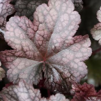 Heuchera_micrantha_Plum_Pudding_1S1B7147.JPG