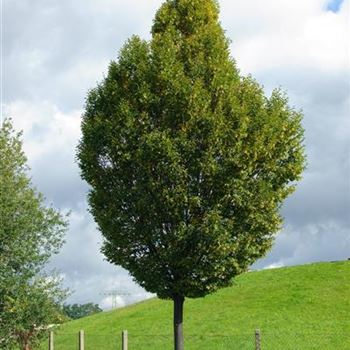 Carpinus_betulus_Fastigiata_2007_7325.jpg