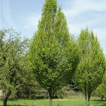 Carpinus_betulus_Fastigiata_2009_1146.jpg