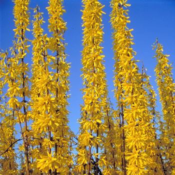 Forsythia_intermedia_Spectabilis_2001_0464_q.jpg