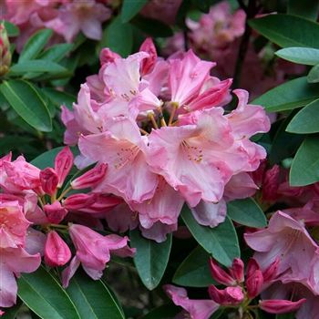 Rhododendron_Diana_2006_1990.jpg