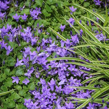 Campanula_portenschlagiana_Birch_HRM_Q2.jpg