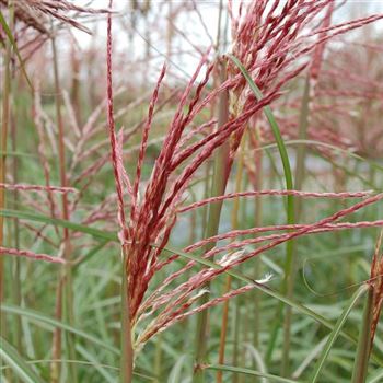 Miscanthus_sinensis_Ferner_Osten_Q1.jpg