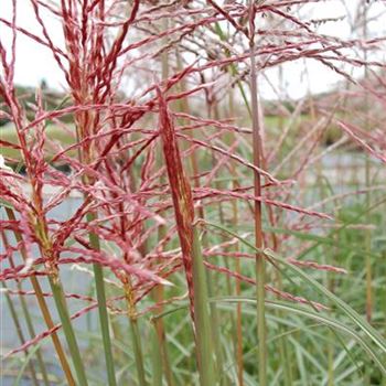 Miscanthus_sinensis_Ferner_Osten_R5.jpg