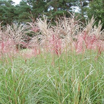 Miscanthus_sinensis_Ferner_Osten_Q2.jpg