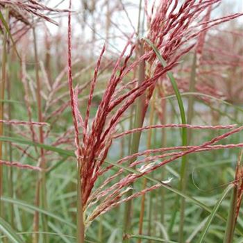 Miscanthus_sinensis_Ferner_Osten_R4.jpg