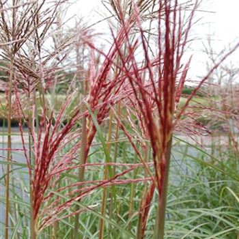 Miscanthus_sinensis_Ferner_Osten_R3.jpg