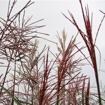 Miscanthus_sinensis_Ferner_Osten_R6.jpg