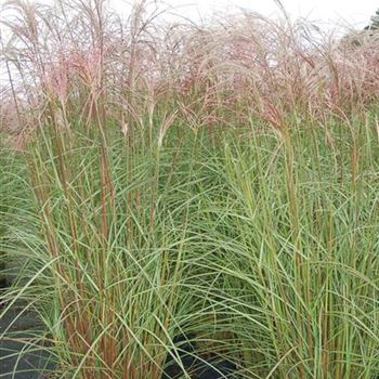 Miscanthus_sinensis_Flamingo_GR_R4.JPG