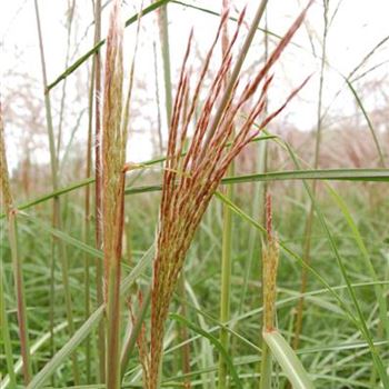 Miscanthus_sinensis_Flamingo_GR_R2.JPG