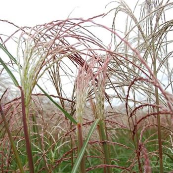 Miscanthus_sinensis_Flamingo_GR_R3.JPG