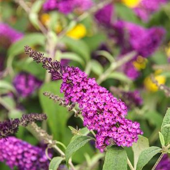 Buddleja_BUZZ_PINK_PURPLE_2012_7348.jpg