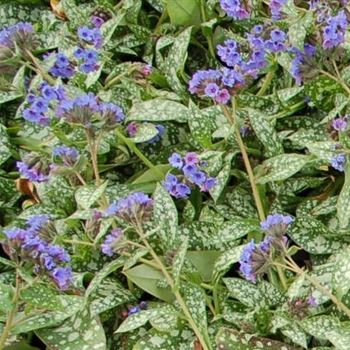 pulmonaria_hybride_trevi_fountain_GR_Q1.jpg