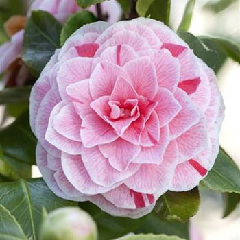 Camellia