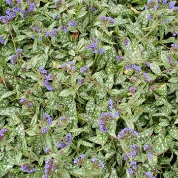 pulmonaria_hybride_trevi_fountain_GR_R2.jpg