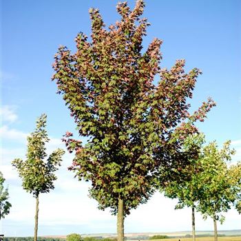 Acer_pseudoplatanus_Atropurpureum_HRM_1159.jpg