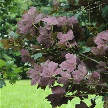 Acer_pseudoplatanus_Atropurpureum_2007_3615.jpg